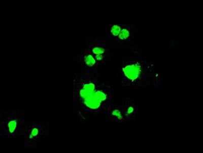 Immunocytochemistry/ Immunofluorescence: PPP1R7 Antibody (OTI4F9) [NBP1-47924]