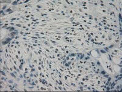 Immunohistochemistry-Paraffin: PPP1R7 Antibody (OTI4F9) [NBP1-47924]