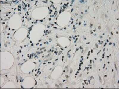 Immunohistochemistry-Paraffin: PPP1R7 Antibody (OTI4F9) [NBP1-47924]