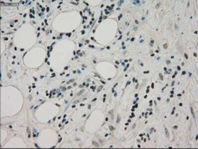Immunohistochemistry: PPP1R7 Antibody (OTI4F9) - Azide and BSA Free [NBP2-73586]