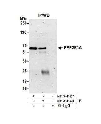 Immunoprecipitation: PPP2R1A Antibody [NB100-41408]