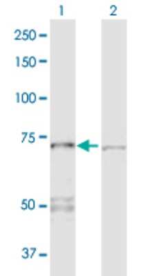 Western Blot: PPP2R1A Antibody [H00005518-D01P]