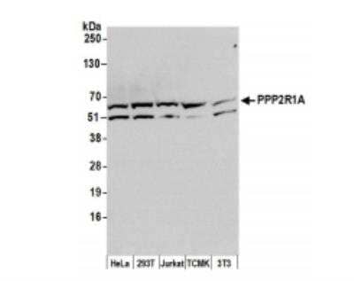 Western Blot: PPP2R1A Antibody [NB100-41408]