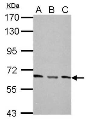 Western Blot: PPP2R1A Antibody [NBP2-19907]