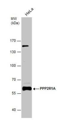 Western Blot: PPP2R1A Antibody [NBP2-19907]