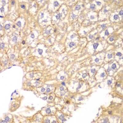 Immunohistochemistry-Paraffin: PPP2R2A Antibody - BSA Free [NBP2-93798]