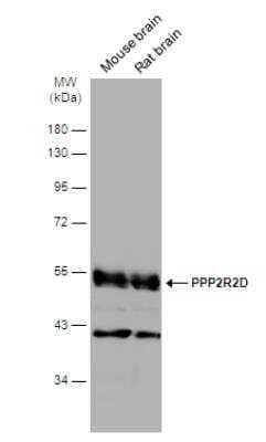 Western Blot: PPP2R2D Antibody [NBP2-15081]