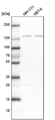 Western Blot: PPP2R3A Antibody [NBP1-87233]