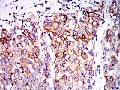 Immunohistochemistry: PPP2R4 Antibody (4D9) - BSA Free [NBP2-37530]