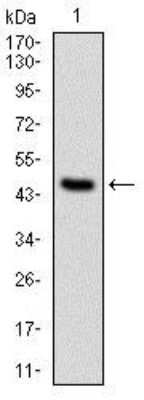 Western Blot: PPP2R4 Antibody (4D9)BSA Free [NBP2-37530]