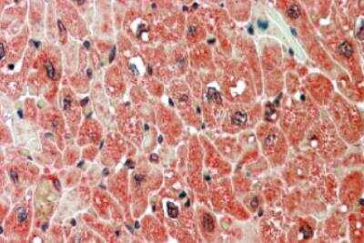 Immunohistochemistry-Paraffin: PPP2R5A Antibody [NB100-847]