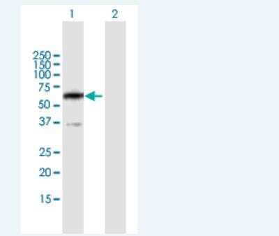 Western Blot: PPP2R5B Antibody [H00005526-B01P-50ug]