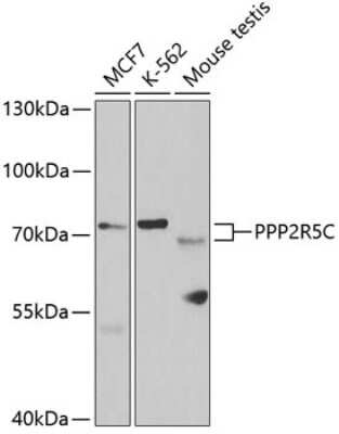 Western Blot: PPP2R5C AntibodyBSA Free [NBP2-94154]