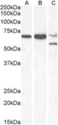 Western Blot: PPP2R5D Antibody [NB100-846]