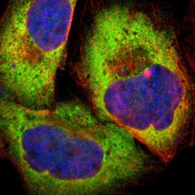 Immunocytochemistry/ Immunofluorescence: PPP2R5E Antibody [NBP1-89464]