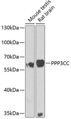 Western Blot: PPP3CC AntibodyBSA Free [NBP2-93403]