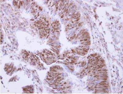 Immunohistochemistry-Paraffin: PP4/PPP4C Antibody [NBP1-31117]