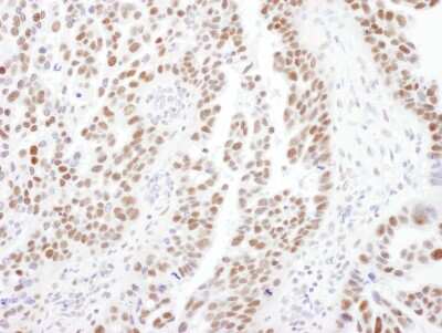 Immunohistochemistry-Paraffin: PPP4R2 Antibody [NB100-2877]