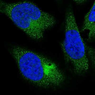 Immunocytochemistry/ Immunofluorescence: PPP4R4 Antibody [NBP1-81393]