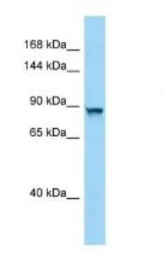 Western Blot: PPP4R4 Antibody [NBP1-98567]