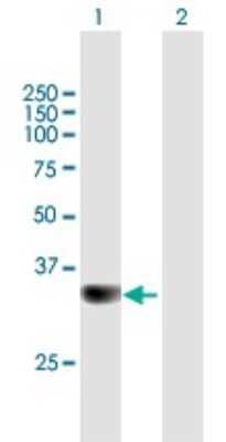 Western Blot: PPP6C Antibody [H00005537-B01P]