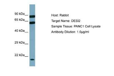 Western Blot: PPPDE1 Antibody [NBP2-85517]