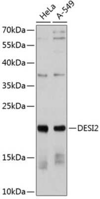 Western Blot: PPPDE1 AntibodyAzide and BSA Free [NBP2-93810]