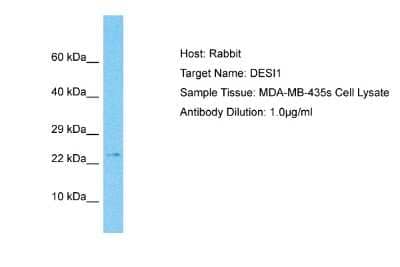 Western Blot: PPPDE2 Antibody [NBP2-85518]