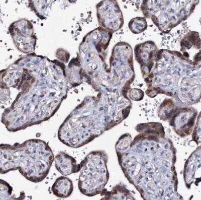 Immunohistochemistry-Paraffin: PPRC1 Antibody [NBP1-82985]