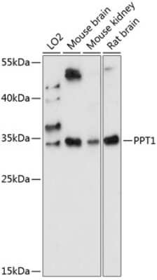 Western Blot: PPT1 AntibodyAzide and BSA Free [NBP2-93840]