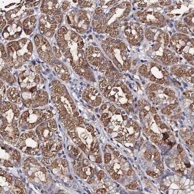 Immunohistochemistry-Paraffin: PPTC7 Antibody [NBP1-90653]