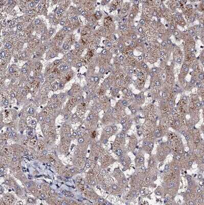 Immunohistochemistry-Paraffin: PPTC7 Antibody [NBP1-90654]