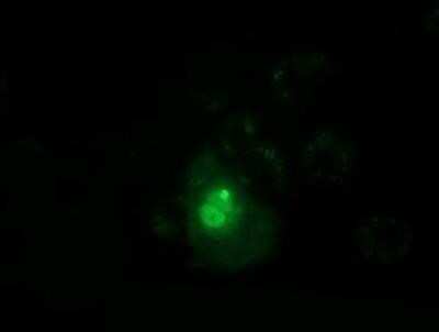 Immunocytochemistry/ Immunofluorescence: PPWD1 Antibody (OTI1B8) - Azide and BSA Free [NBP2-73590]