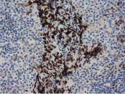 Immunohistochemistry-Paraffin: PPWD1 Antibody (OTI1B8) [NBP2-03224]