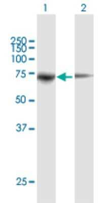 Western Blot: PPWD1 Antibody [H00023398-B01P]