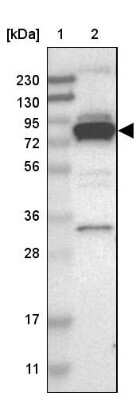 Western Blot: PPWD1 Antibody [NBP1-83049]