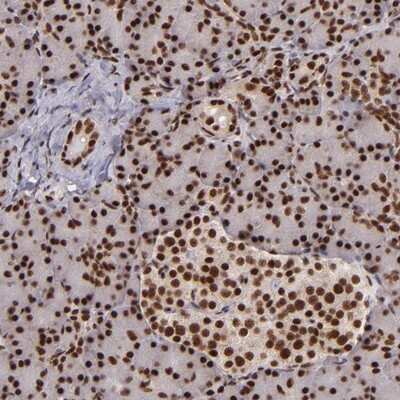 Immunohistochemistry-Paraffin: PQBP1 Antibody [NBP1-82619]