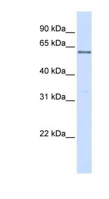 Western Blot: PR48 Antibody [NBP1-58163]