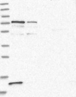 Western Blot: PR48 Antibody [NBP3-17915]