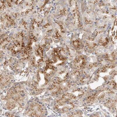 Immunohistochemistry-Paraffin: PRA1 Antibody [NBP1-80883]