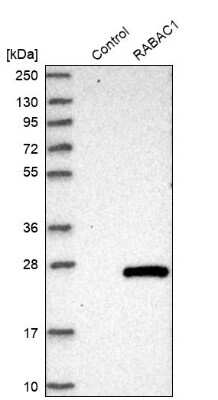 Western Blot: PRA1 Antibody [NBP1-80883]