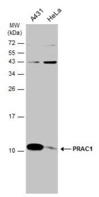 Western Blot: PRAC Antibody [NBP3-13046]