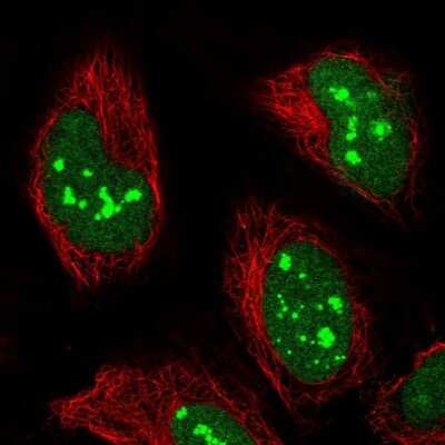 Immunocytochemistry/ Immunofluorescence: PRAF1 Antibody [NBP2-56173]