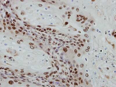 Immunohistochemistry-Paraffin: PRAF1 Antibody [NBP2-19921]