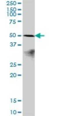 Western Blot: PRAF1 Antibody [H00064425-B01P]