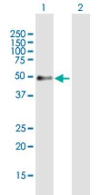 Western Blot: PRAF1 Antibody [H00064425-B01P]