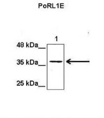 Western Blot: PRAF1 Antibody [NBP1-56449]