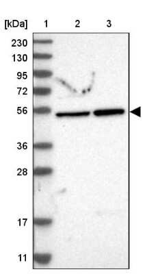 Western Blot: PRAF1 Antibody [NBP1-89867]