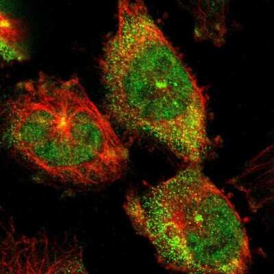 Immunocytochemistry/ Immunofluorescence: PRAGMIN Antibody [NBP1-87473]