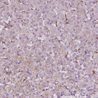 Immunohistochemistry-Paraffin: PRAGMIN Antibody [NBP1-87473]